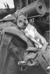 Hund auf Rucksack
